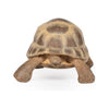 Papo Hermann's Tortoise