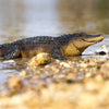 Safari Ltd Alligator XL