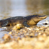 Safari Ltd Alligator XL