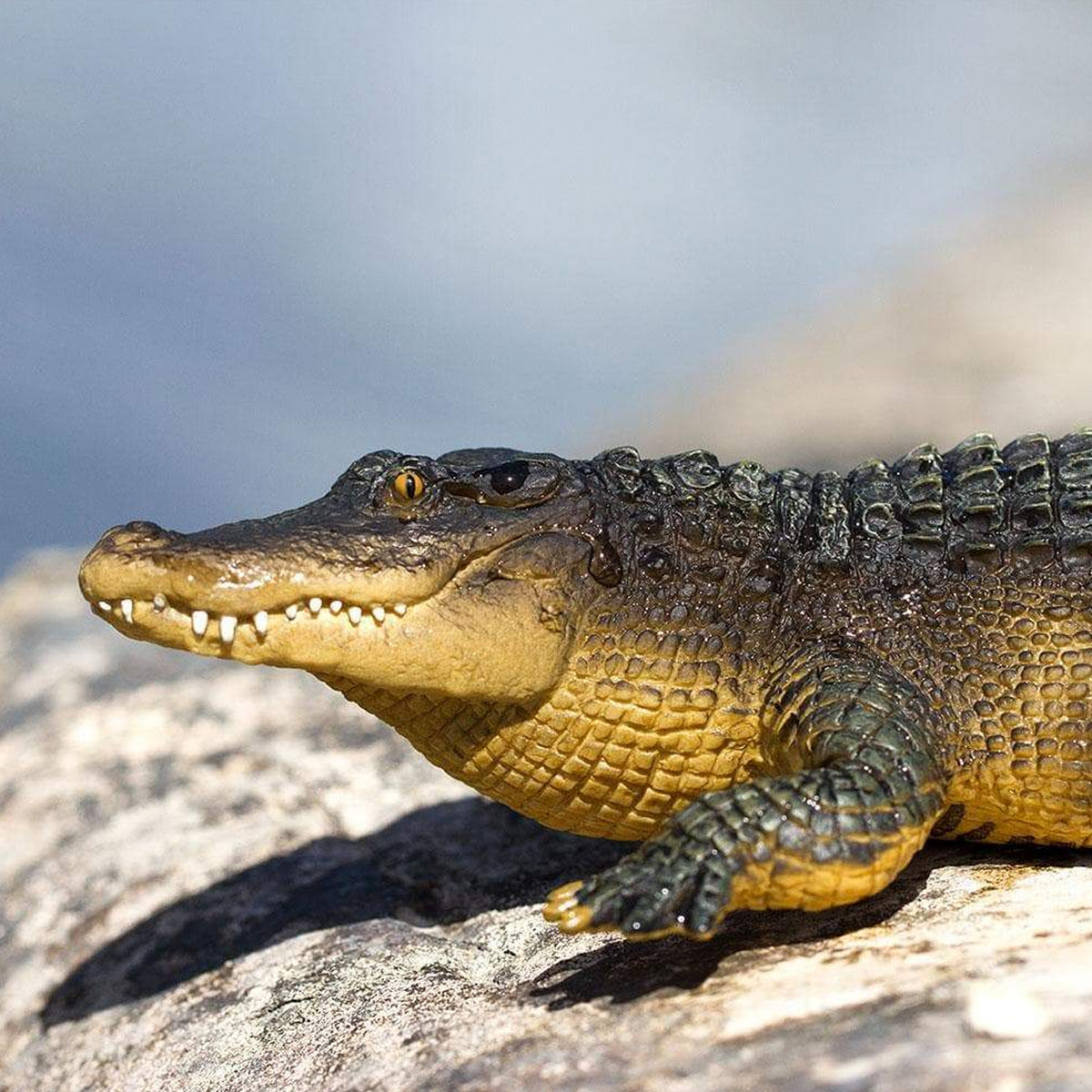 Safari Ltd Alligator XL