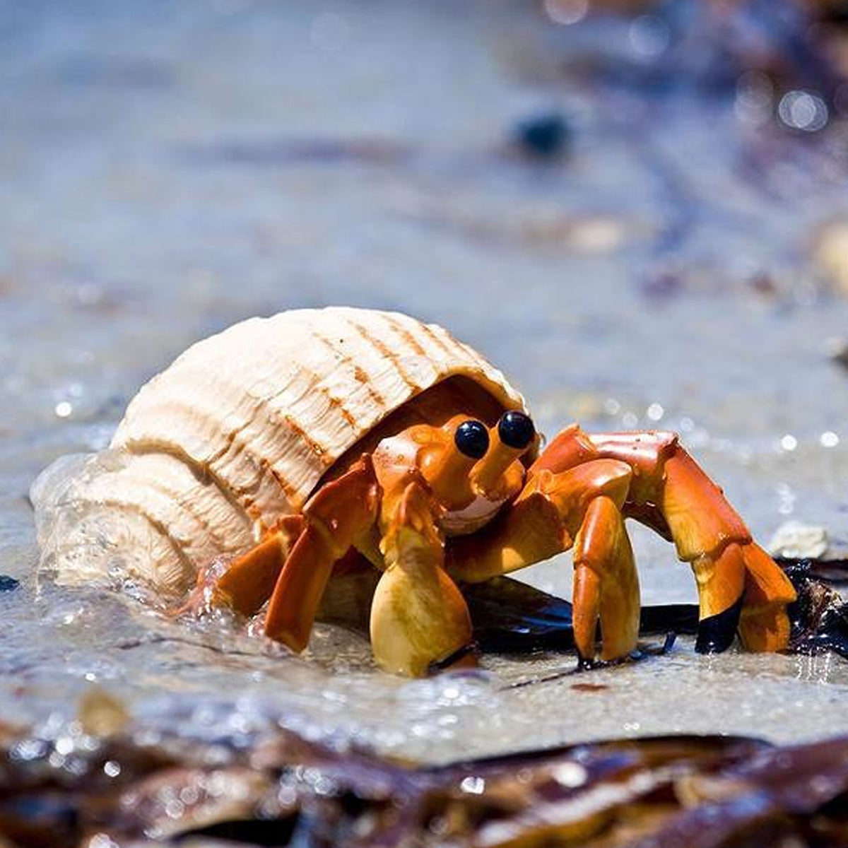 Safari Ltd Hermit Crab XL