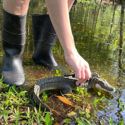 Safari Ltd Alligator With Babies XL