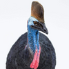 Safari Ltd Cassowary