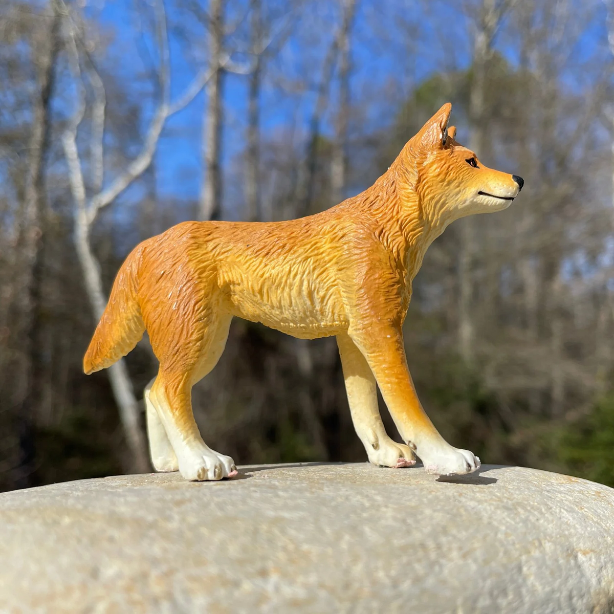 Safari Ltd Dingo