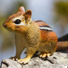 Safari Ltd Eastern Chipmunk XL