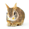 Safari Ltd Eastern Cottontail Rabbit Baby XL