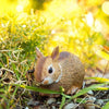 Safari Ltd Eastern Cottontail Rabbit Baby XL