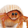 Safari Ltd Hermit Crab XL