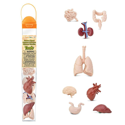 Safari Ltd Human Organs Toob