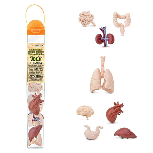 Safari Ltd Human Organs Toob