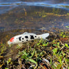 Safari Ltd Koi Fish Tancho XL