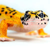 Safari Ltd Leopard Gecko XL