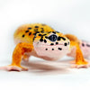 Safari Ltd Leopard Gecko XL