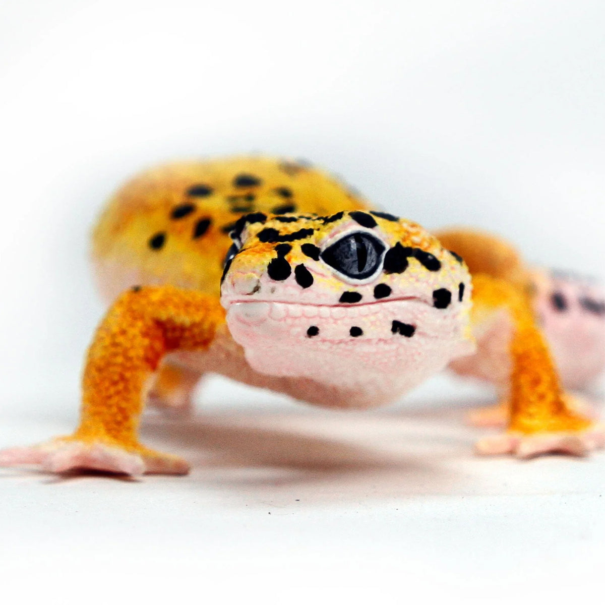 Safari Ltd Leopard Gecko XL