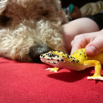 Safari Ltd Leopard Gecko XL
