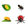 Safari Ltd Life Cycle Of A Ladybug
