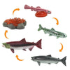 Safari Ltd Life Cycle Of A Salmon
