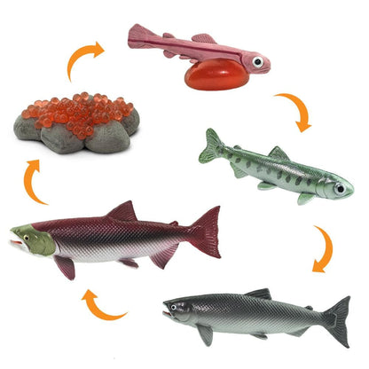 Safari Ltd Life Cycle Of A Salmon