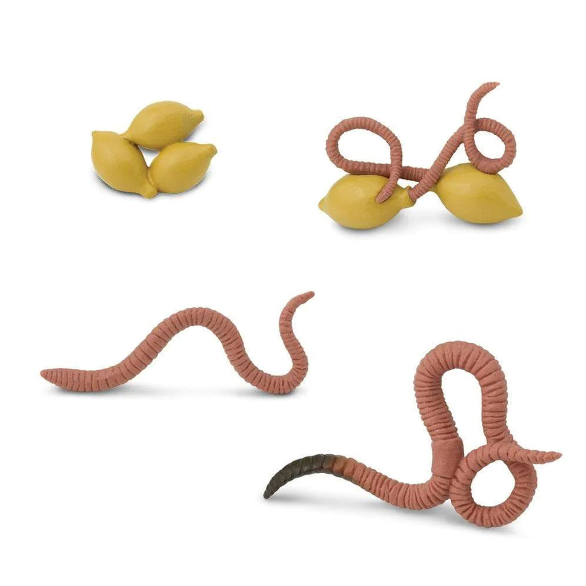 Safari Ltd Life Cycle Of A Worm