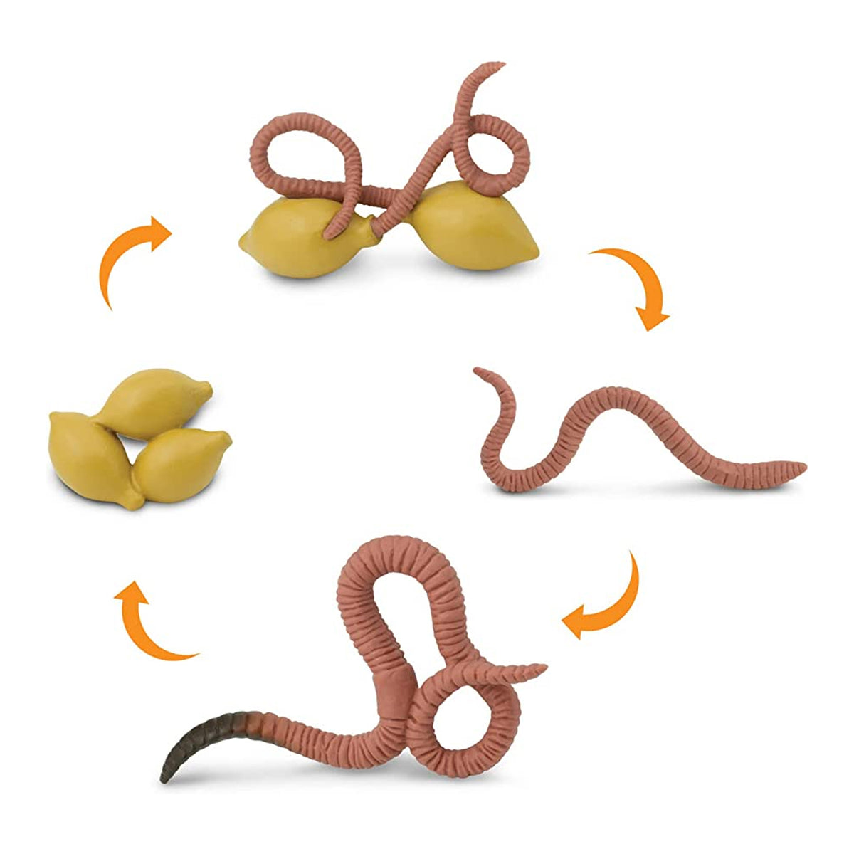 Safari Ltd Life Cycle Of A Worm