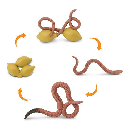 Safari Ltd Life Cycle Of A Worm