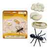 Safari Ltd Life Cycle Of An Ant