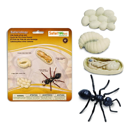 Safari Ltd Life Cycle Of An Ant