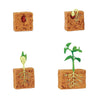 Safari Ltd Life Cycle of a Green Bean Plant