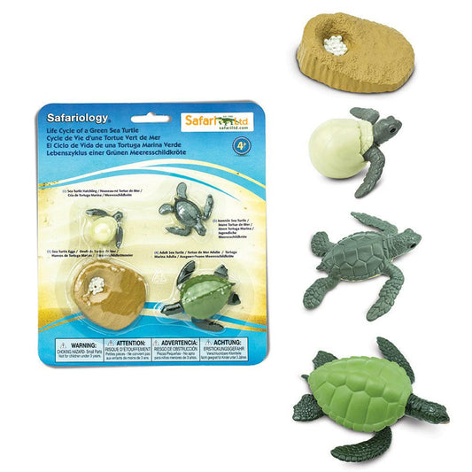Safari Ltd Life Cycle of a Green Sea Turtle
