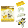 Safari Ltd Life Cycle of a Honey Bee