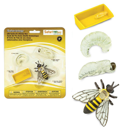 Safari Ltd Life Cycle of a Honey Bee