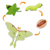 Safari Ltd Life Cycle of a Luna Moth