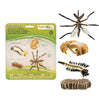 Safari Ltd Life Cycle Of A Mosquito
