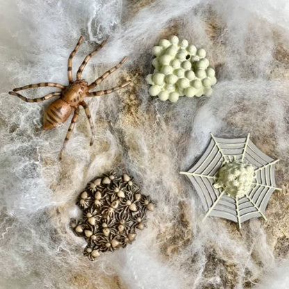 Safari Ltd Life Cycle of a Spider