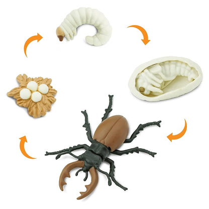Safari Ltd Life Cycle of a Stag Beetle