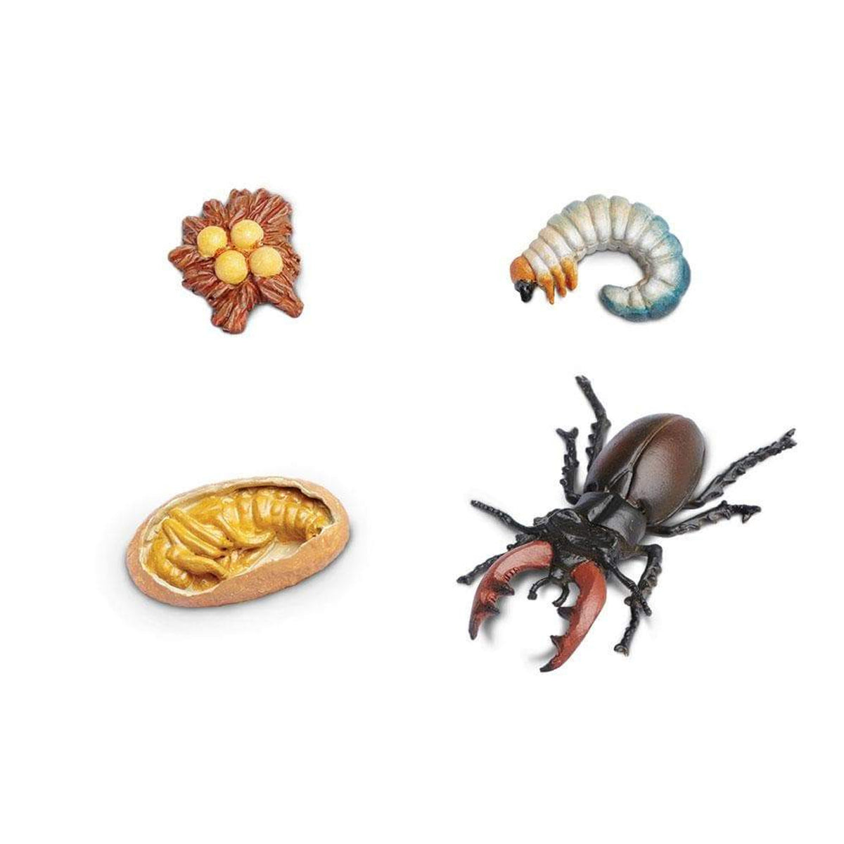 Safari Ltd Life Cycle of a Stag Beetle