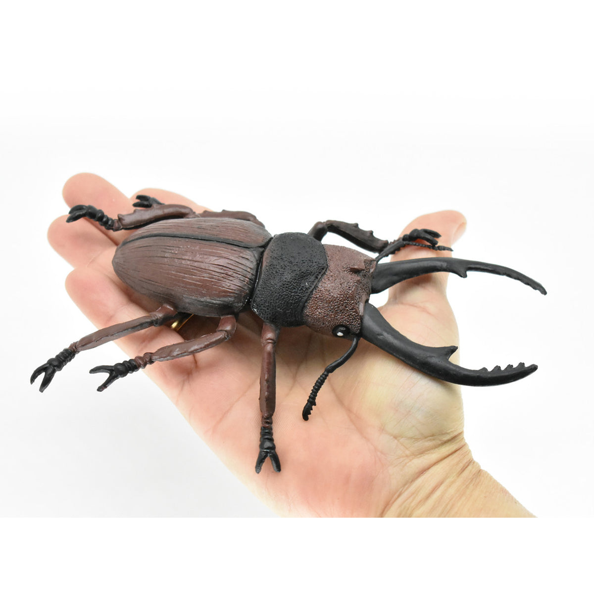 Safari Ltd Life Cycle of a Stag Beetle