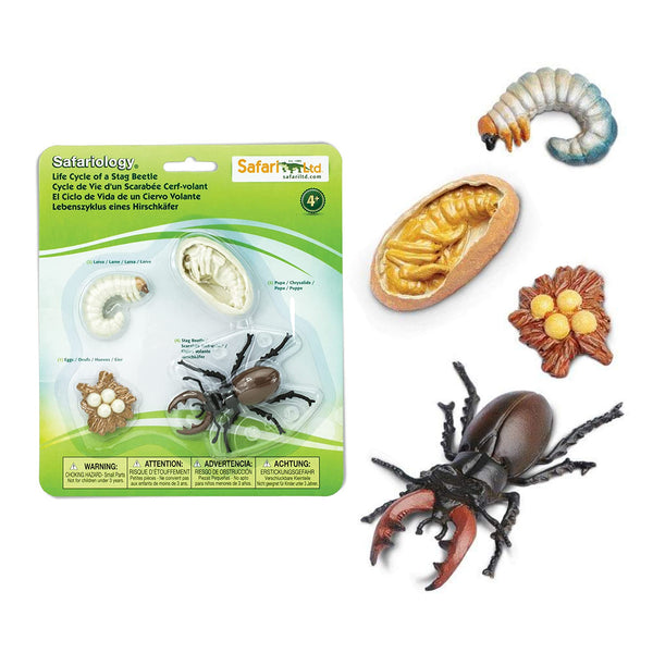 Safari Ltd Life Cycle of a Stag Beetle