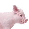 Safari Ltd Piglet XL