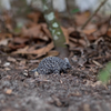 Safari Ltd Porcupine
