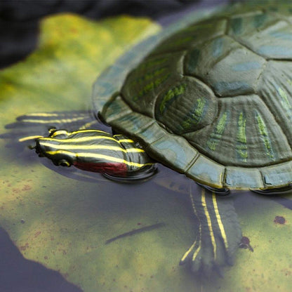 Safari Ltd Red-Eared Slider Turtle XL
