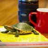 Safari Ltd Red-Eared Slider Turtle XL