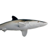 Safari Ltd Silky Shark