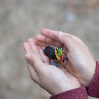 Safari Ltd Toucan