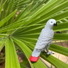 Safari Ltd African Grey Parrot