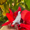 Safari Ltd African Grey Parrot