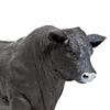 Safari Ltd Angus Bull