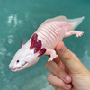 Safari Ltd Axolotl XL