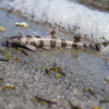 Safari Ltd Bamboo Shark