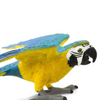 Safari Ltd Blue & Gold Macaw